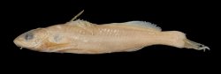 Pimelodella vittata - Click for species data page