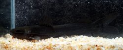 Rhamdia foina