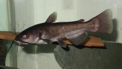 Ameiurus melas - Click for species page