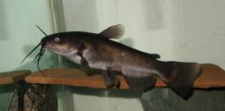 Ameiurus melas