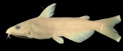 Ictalurus australis - Click for species data page