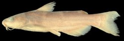 Ictalurus balsanus - Click for species page