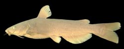 Ictalurus dugesii - Click for species data page