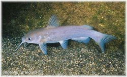 Ictalurus lupus - Click for species page