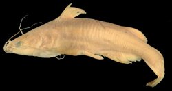 Ictalurus ochoterenai - Click for species page