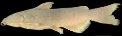 Ictalurus pricei - Click for species page