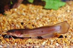 Noturus insignis - Click for species page