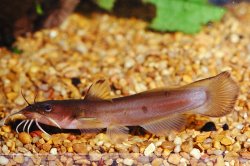Noturus insignis - Click for species page