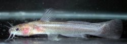 Noturus leptacanthus - Click for species data page