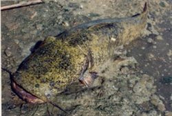 Pylodictis olivaris