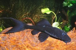 Acanthicus hystrix - Click for species page