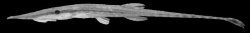 Acestridium gymnogaster - Click for species data page