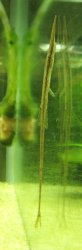 Acestridium sp. (1) - Click for species page