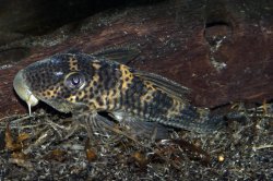 Ancistomus snethlageae