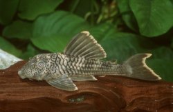 Ancistomus sp. (L358) - Click for species page