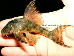 Ancistomus sp. (L430) - Click for species page