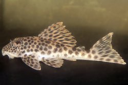 Ancistomus sp. (L424) - Click for species page