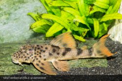 Ancistomus sp. (L487) - Click for species data page