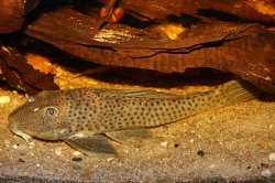 Ancistomus spilomma - Click for species data page