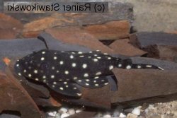 Ancistrini sp. (L068) - Click for species page