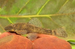 Ancistrini sp. (L462) - Click for species page