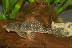 Ancistrini sp. (L252) - Click for species data page