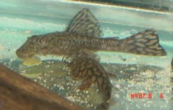 Ancistrus brevifilis - Click for species page