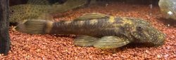 Ancistrus brevipinnis - Click for species data page