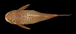 Ancistrus brevipinnis