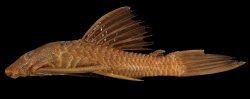 Ancistrus centrolepis