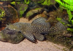 Ancistrus chagresi - Click for species page