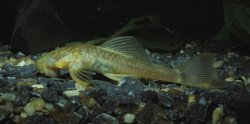 Ancistrus cryptophthalmus - Click for species data page