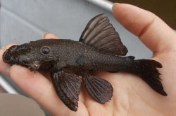 Ancistrus cuiabae - Click for species data page
