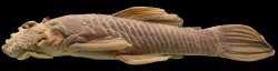 Ancistrus falconensis - Click for species data page