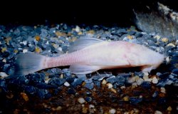 Ancistrus formoso - Click for species page