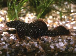 Ancistrus hoplogenys - Click for species data page