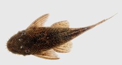 Ancistrus leucostictus - Click for species data page