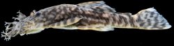 Ancistrus marcapatae - Click for species page