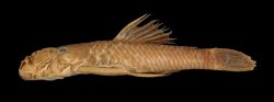 Ancistrus montanus - Click for species page
