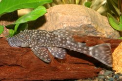 Ancistrus multispinis - Click for species data page