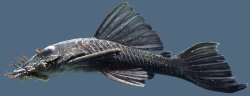 Ancistrus nudiceps - Click for species page