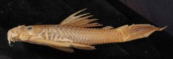 Ancistrus occidentalis - Click for species data page