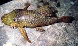 Ancistrus shuar - Click for species page