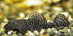 Ancistrus sp. (3) - Click for species page