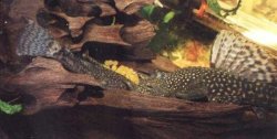Ancistrus sp. (3)