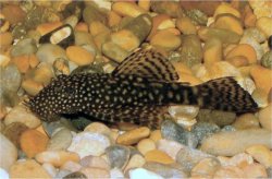 Ancistrus sp. (3)