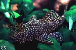 Ancistrus sp. (3)