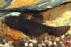 Ancistrus sp. (3)