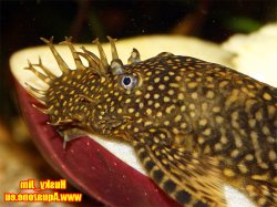 Ancistrus sp. (3)