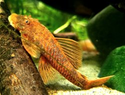 Ancistrus sp. (3)